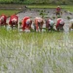 राज्य में 39 लाख 80 हजार हेक्टेयर में हो चुकी खरीफ फसलों की बुआई