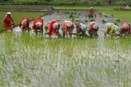 राज्य में 39 लाख 80 हजार हेक्टेयर में हो चुकी खरीफ फसलों की बुआई
