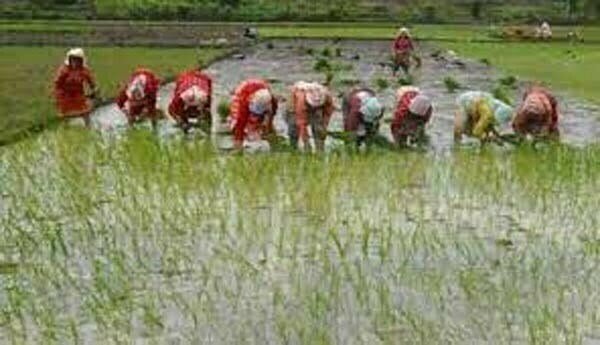 राज्य में 39 लाख 80 हजार हेक्टेयर में हो चुकी खरीफ फसलों की बुआई