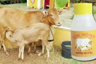 हरेली तिहार से शूरू होगी 4 रूपए प्रति लीटर से गौठानों में गौ-मूत्र की खरीदी