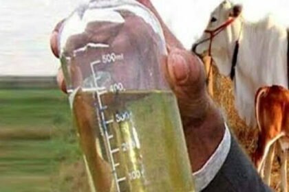 रासायनिक कीटनाशक का बेहद सस्ता और बेहतर विकल्प है गौमूत्र कीटनाशक