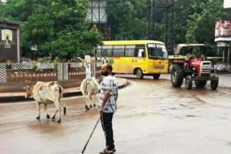 रोका-छेका अभियान: निगम क्षेत्र में आवारा पशुओं की धरपकड़ शुरू
