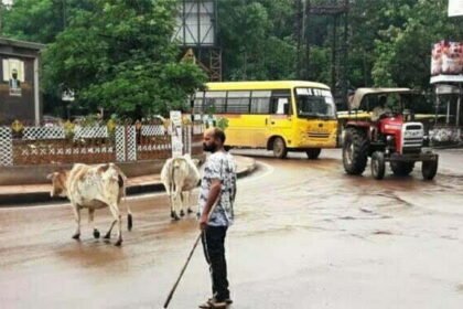 रोका-छेका अभियान: निगम क्षेत्र में आवारा पशुओं की धरपकड़ शुरू