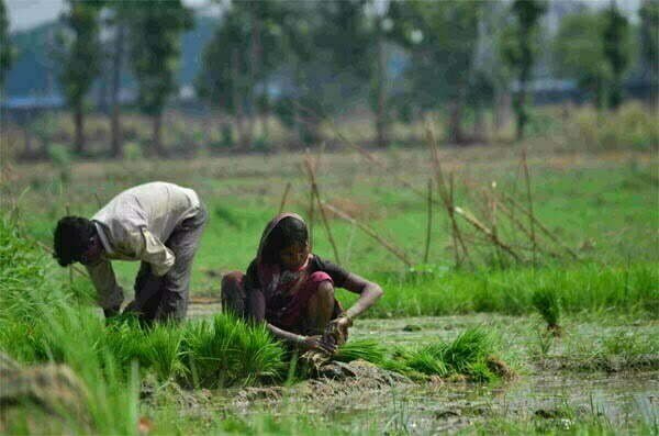 खेती-किसानी में आई तेजी: 10 लाख 42 हजार हेक्टेयर में हो चुकी खरीफ फसलों की बुआई