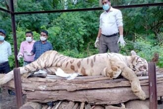 सफेद बाघ किशन की कैंसर से मौत, मैत्री बाघ प्रबंधन ने पोस्टमार्टम के बाद किया अंतिम संस्कार