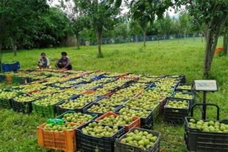 देश की राजधानी दिल्ली तक पहुंच रही जशपुर की नाशपाती