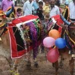 तीजा-पोरा विशेष: छत्तीसगढ़ में कृषि संस्कृति का पर्व 'पोरा', जानिए क्या है इसके पीछे की कहानी और रीति रिवाज