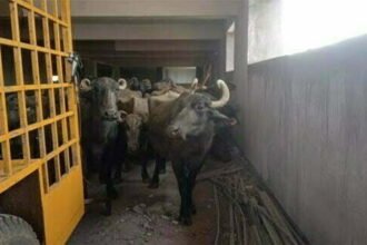 चेतावनी का असर नहीं, निगम ने की कार्यवाही, विश्वविद्यालय परिसर से भैंसो को पहुंचाया गौठान
