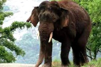 जंगली हाथियों का आतंक, झोपड़ी में सो रहे बुजुर्ग को सूंड से पटक कर दंतैल ने मारा, सुबह लाश देखकर सकते में ग्रामीण