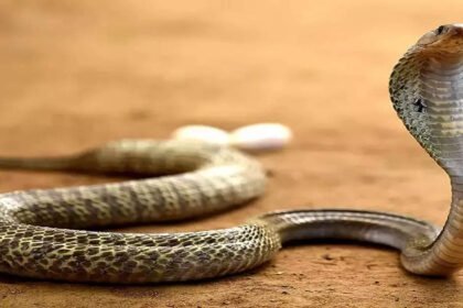 काल बनकर आए जहरीले सांप ने एक ही परिवार के चार लोगों को डसा, मां-बेटी की मौत, पिता और बड़ी बेटी गंभीर