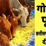 गोवर्धन पूजा आज, गायों को खिलाई जाएगी खिचड़ी, यादव समाज के लोग करेंगे पारंपरिक राउत नाचा