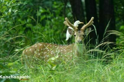 बारनवापारा अभ्यारण्य का बदला स्वरूप: वन्यप्राणियों के रहवास तथा चारागाह के लिए सुविधा विकसित