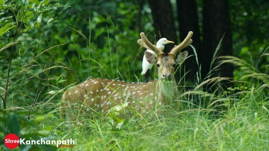 बारनवापारा अभ्यारण्य का बदला स्वरूप: वन्यप्राणियों के रहवास तथा चारागाह के लिए सुविधा विकसित