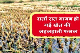 अजीबो-गरीब, 22 किसानों के खेत से चोरी हो गई खड़ी फसल, रोते हुए कलेक्टर के पास पहुंचे सभी परिवार