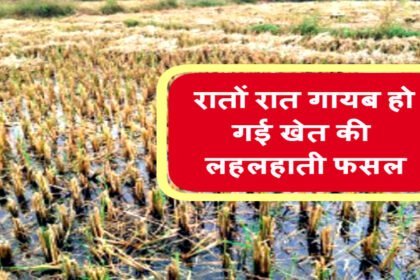 अजीबो-गरीब, 22 किसानों के खेत से चोरी हो गई खड़ी फसल, रोते हुए कलेक्टर के पास पहुंचे सभी परिवार