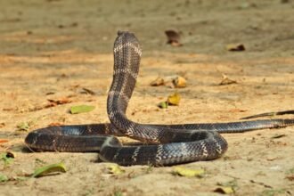 13 फीट लंबा किंग कोबरा, खाट के नीचे बैठा था फन फैलाए, पूंछ देखकर परिवार...