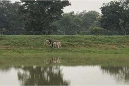 वन्य प्राणियों की सुरक्षा अहम, उनके रहवास के लिए वनक्षेत्रों का हो रहा विकास