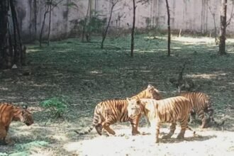 सात महीने बाद शिवाजी और रंभा ने चारों शावकों के साथ लिया खुली केज का मजा