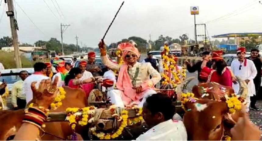 अनोखी शादी, बैलगाड़ी में बारात लेकर दुल्हनिया ब्याहने पहुंचा दूल्हा, बारातियों ने पहना छत्तीसगढ़ी धोती कुर्ता, जिसने भी देखा रह गया हैरान
