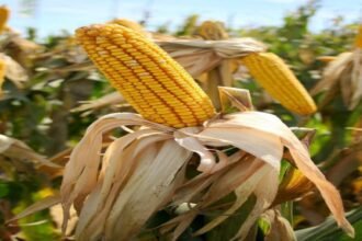 किसानों के लिए खुशखबरी, अब इतने रुपए समर्थन मूल्य में मक्का खरीदेगी सरकार, इस तारीख तक किसान बेच पाएंगे अपनी उपज