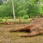 छत्तीसगढ़ में करंट लगने से हाथी की मौत, सो रहे वन विभाग को दो दिन बाद मिली जानकारी, अब बीट गार्ड को किया सस्पेंड