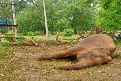 छत्तीसगढ़ में करंट लगने से हाथी की मौत, सो रहे वन विभाग को दो दिन बाद मिली जानकारी, अब बीट गार्ड को किया सस्पेंड