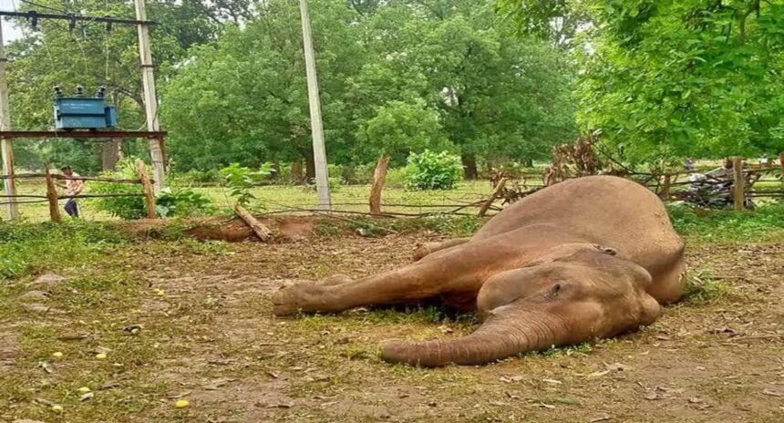 छत्तीसगढ़ में करंट लगने से हाथी की मौत, सो रहे वन विभाग को दो दिन बाद मिली जानकारी, अब बीट गार्ड को किया सस्पेंड