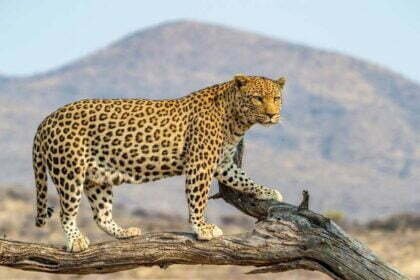 छत्तीसगढ़ में तेंदुए ने किया महिला का शिकार, जंगल से लौट रही थी गांव तभी आदमखोर ने कर दिया हमला, आधा शव खा भी गया