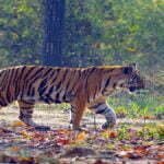 Big News: छत्तीसगढ़ में बढ़ेगा बाघों का कुनबा, यहां से लाए जाएंगे टायगर.... जानिये क्या है सरकार का प्लान