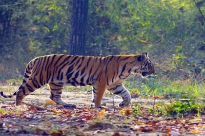 Big News: छत्तीसगढ़ में बढ़ेगा बाघों का कुनबा, यहां से लाए जाएंगे टायगर.... जानिये क्या है सरकार का प्लान