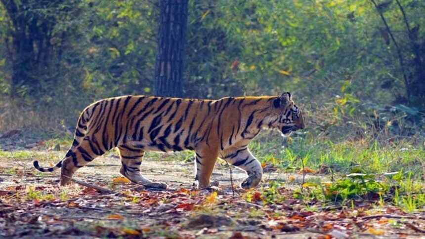 Big News: छत्तीसगढ़ में बढ़ेगा बाघों का कुनबा, यहां से लाए जाएंगे टायगर.... जानिये क्या है सरकार का प्लान
