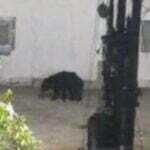 भालुओं का उत्पात, मंदिर में की तोडफ़ोड़, घर में घुसकर चट कर गए समान