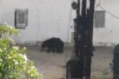 भालुओं का उत्पात, मंदिर में की तोडफ़ोड़, घर में घुसकर चट कर गए समान