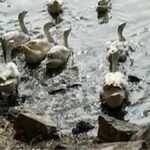 Bird Flu: बर्ड फ्लू का खतरा, यहां 6000 से ज्यादा पक्षियों को मारा गया