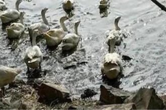 Bird Flu: बर्ड फ्लू का खतरा, यहां 6000 से ज्यादा पक्षियों को मारा गया