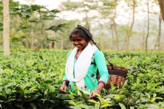 सीमित अर्थव्यवस्था में था धान का कटोरा, अब चाय-कॉफी की खेती से खुले संभावनाओं के नए द्वार