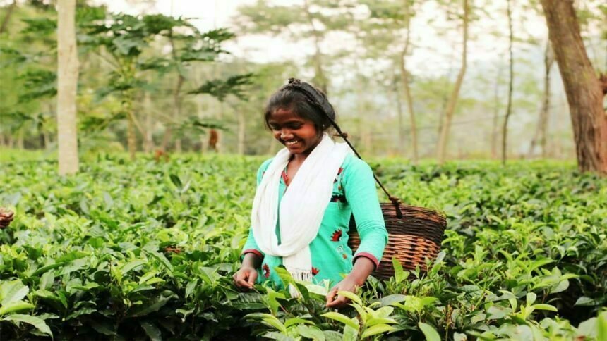 सीमित अर्थव्यवस्था में था धान का कटोरा, अब चाय-कॉफी की खेती से खुले संभावनाओं के नए द्वार