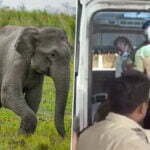 बाइक सवार युवकों को हाथी ने सूंड से पकड़ा, एक जान बचाकर भागा तो दूसरे को पटककर उतार दिया मौत के घाट