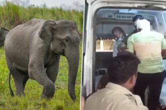 बाइक सवार युवकों को हाथी ने सूंड से पकड़ा, एक जान बचाकर भागा तो दूसरे को पटककर उतार दिया मौत के घाट