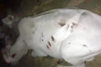 ये कैसी बर्बरता: कुछ लोगों ने डंडे से पीट-पीट कर लहूलुहान किया, फिर घाव में भर दी मिर्च, जाने क्या है मामला