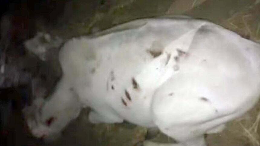 ये कैसी बर्बरता: कुछ लोगों ने डंडे से पीट-पीट कर लहूलुहान किया, फिर घाव में भर दी मिर्च, जाने क्या है मामला