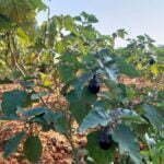 'गढ़बो नवा छत्तीसगढ़' में प्रदेश के युवाओं और महिलाओं की होगी महत्वपूर्ण भूमिका:सीएम बघेल