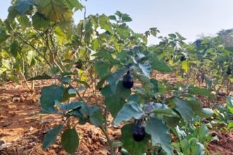 'गढ़बो नवा छत्तीसगढ़' में प्रदेश के युवाओं और महिलाओं की होगी महत्वपूर्ण भूमिका:सीएम बघेल