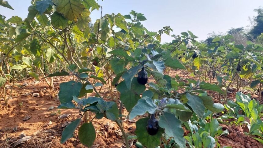 'गढ़बो नवा छत्तीसगढ़' में प्रदेश के युवाओं और महिलाओं की होगी महत्वपूर्ण भूमिका:सीएम बघेल