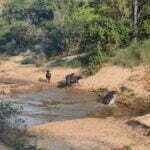 वन भैंसा छत्तीसगढ़ में दुर्लभ एवं संकटग्रस्त प्रजातियों में से एक, इंद्रावती टाइगर रिजर्व में दिखा वन भैंसों का झुंड