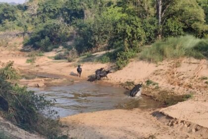 वन भैंसा छत्तीसगढ़ में दुर्लभ एवं संकटग्रस्त प्रजातियों में से एक, इंद्रावती टाइगर रिजर्व में दिखा वन भैंसों का झुंड