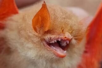 कांगेर वैली में मिला दुर्लभ प्रजाति का बटरफ्लाई चमगादड़, शरीर पर नांरगी-काले धब्बे और 38 दांत