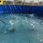 15 हजार तिलापिया मछलियां तैर रही हैं, पथरिया के बायोफ्लॉक सिस्टम में