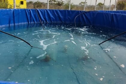 15 हजार तिलापिया मछलियां तैर रही हैं, पथरिया के बायोफ्लॉक सिस्टम में