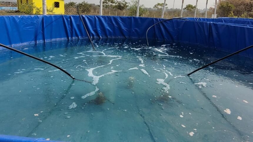 15 हजार तिलापिया मछलियां तैर रही हैं, पथरिया के बायोफ्लॉक सिस्टम में